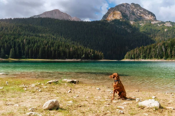 Pointer Dog Lifting Paw Sitting Mounting Lake High Mountains Active — Stock Photo, Image