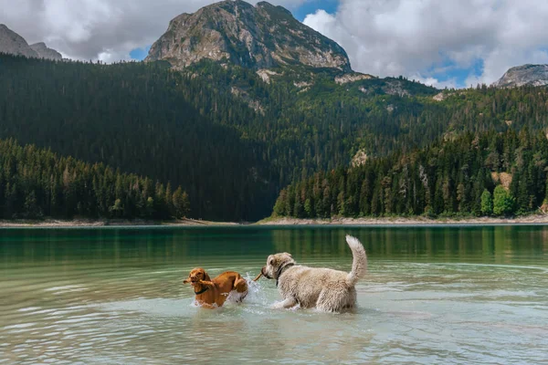 Two Happy Dogs Playing Stick Water Black Lake Durmitor National — Stock Photo, Image