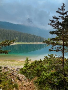 Karadağ 'ın Durmitor kentindeki kozalaklı ormanlarla çevrili kara göl ve dağların üzerinde yoğun bir sis ile sabahın erken saatlerinde güneş doğuyor. Sisli yeşil ormandaki dağ gölünün manzarası, ormanlık kıyı manzarası..