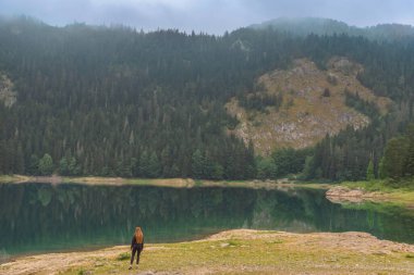 Karadağ 'ın Durmitor Ulusal Parkı' ndaki kozalaklı ormanlarla çevrili Kara Göl kıyısında duran kadın. Genç bayan Crno Jezero 'nun puslu manzaralı sabah manzarası.