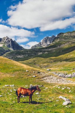 Karadağ 'ın Durmitor Ulusal Parkı' ndaki yeşil çayır arazisinde kahverengi at otluyor. Güneşli bir yaz gününde tepelerin, tepelerin ve sıradağların manzarasıyla çayırda duran çiftlik hayvanı..