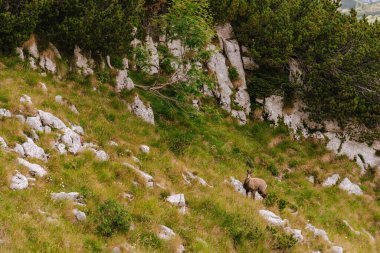 Karadağ 'ın Durmitor Ulusal Parkı' ndaki güneşli bir günde dağlık vadideki taşlık arazide otlayan dağ keçisi. Kayalık yamaçlarda vahşi hayvan ve orman ağaçlarıyla manzaralı bir dağ manzarası..