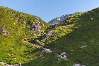 Karadağ 'ın Durmitor Ulusal Parkı' ndaki Bobotov Kuk zirvesine giden yolda otlayan dağ keçileri görülüyor. Yaz sabahı yamaçlarda yaban hayatı olan manzaralı dağ manzarası..