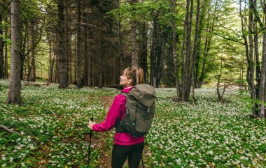 Turist sırt çantalı kadın yürüyüşçü ve orman açıklarında yürüyüş yapan sırıklara sarımsak çiçekleri doldurulmuş. Bahar mevsiminde ormanlık alanda doğanın tadını çıkaran bir kadın. Etkin sağlıklı yaşam tarzı konsepti.