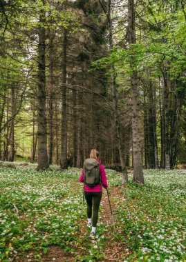 Sırt çantalı kadın yürüyüşçü ve dağ ormanlarında yaya yolunda yürüyen yürüyüş direkleri. Kadınlar bahar mevsiminde ormanlık alanda çiçek açan yabani sarımsaklar arasında yürürler. Etkin sağlıklı yaşam tarzı konsepti.