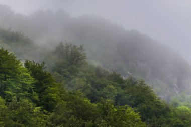 Dağlardaki yağmurlu bahar ormanlarında sis ve bulutlar. Orman sisi ve sisli bir günde sisli sisle kaplı orman yamaçlarıyla kaplı bir manzara..