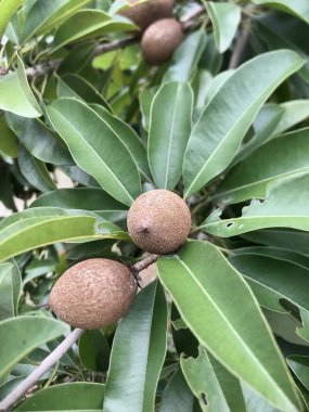 Unripe sapodilla on tree branch with green leaves in nature background