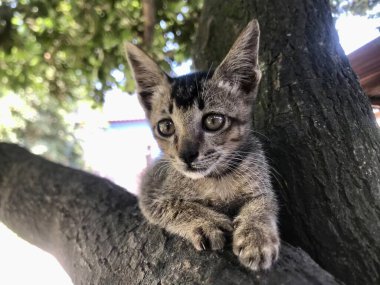 Close up of the cat on the tree branch 