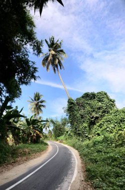 View of the road and coconut tree with blue sky 