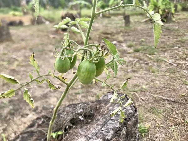 Unripe Green Tomatoes Farm — Stockfoto