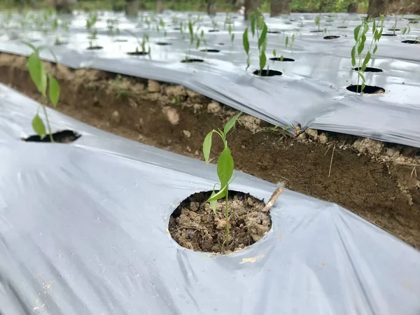 Close up of the chili's tree in the garden with mulch agriculture 
