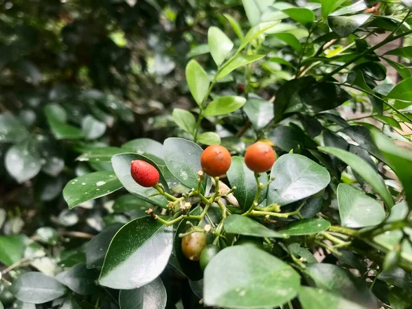 Close up of the mini fruit still on the tree 