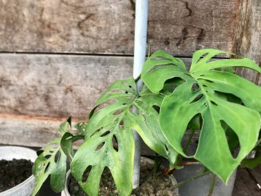 Close up of the Janda bolong flowers. Beautiful 