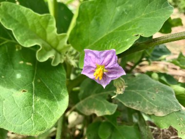 Close up of the eggplant flower still on the tree 