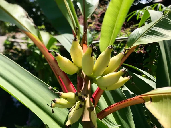 Close up of the banana still on the tree 