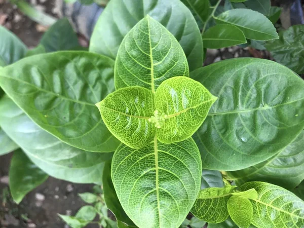 Close up of the leaf flowers. Green