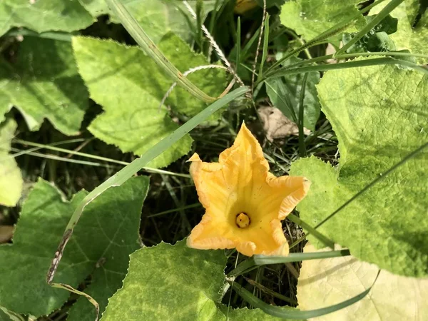 Close Pumpkin Flower Garden — Stockfoto