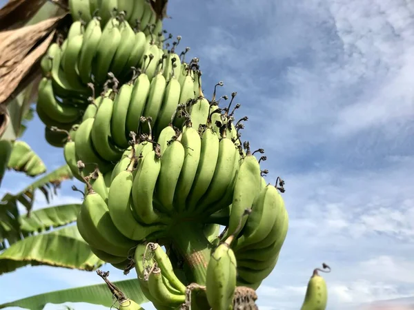 Close up of the unmature banana still on the tree. Nature 
