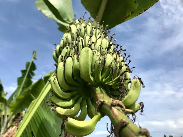 Közelkép Éretlen Banánról Ami Még Fán Van Természet — Stock Fotó