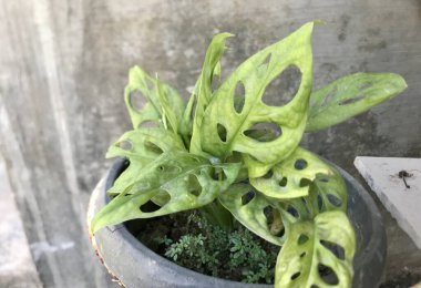 Bahçedeki yeşil bitki