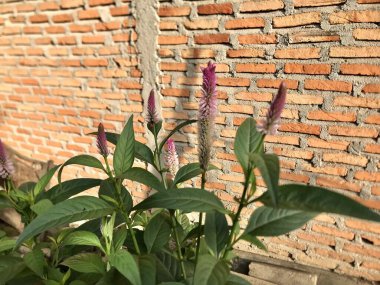 Duvarda yeşil yapraklar