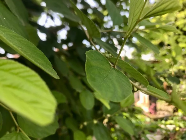 stock image leaves of green plants. natural floral background. selective focus.