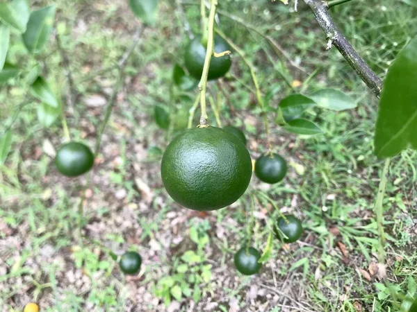 Grüne Orange Auf Dem Baum — Stockfoto