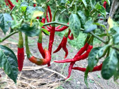 Yere kırmızı ve yeşil biber döküldü.