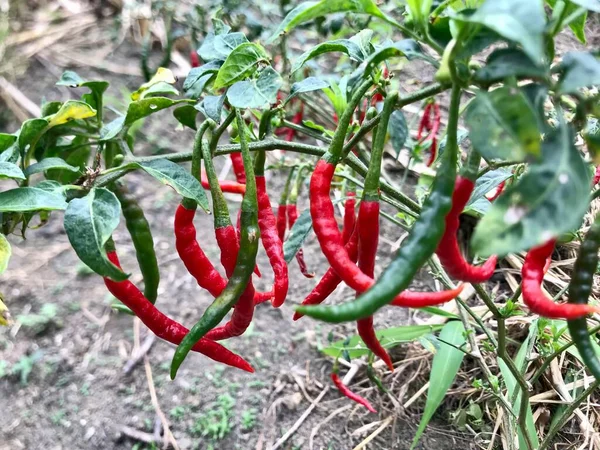 Rote Und Grüne Paprika Garten — Stockfoto