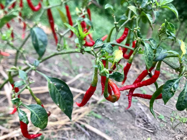 green and red pepper growing in the garden