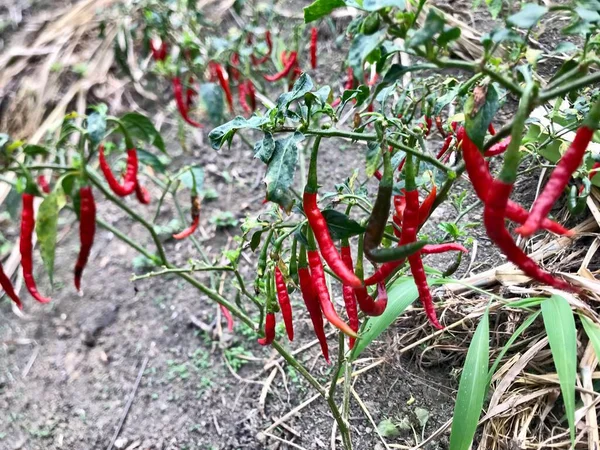 Rote Chilischoten Auf Einem Hintergrund Des Gartens — Stockfoto
