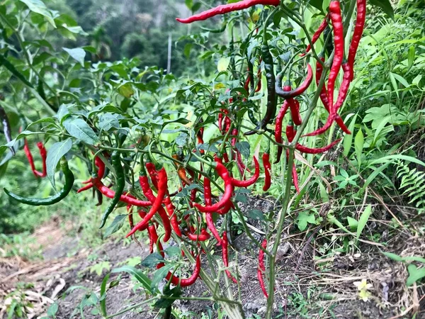 Rote Und Grüne Paprika Wachsen Garten — Stockfoto