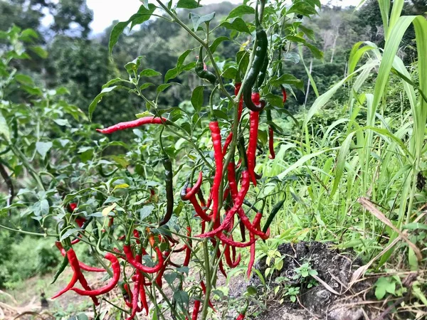 Rote Und Grüne Chilischoten Vor Dem Hintergrund Des Gartens — Stockfoto