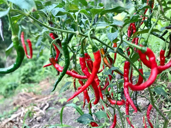 red and green peppers on a background of the garden