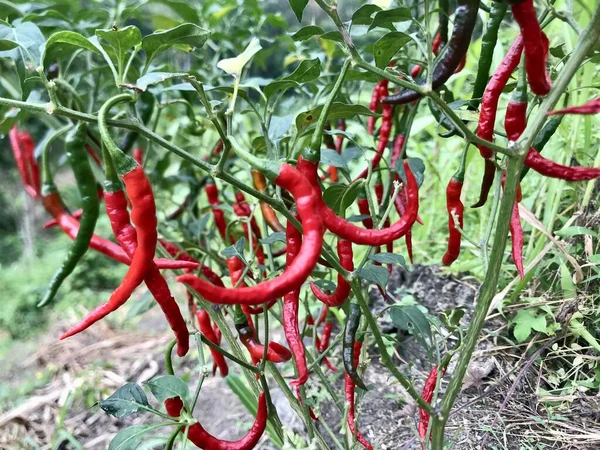 red and green peppers on a background of the garden