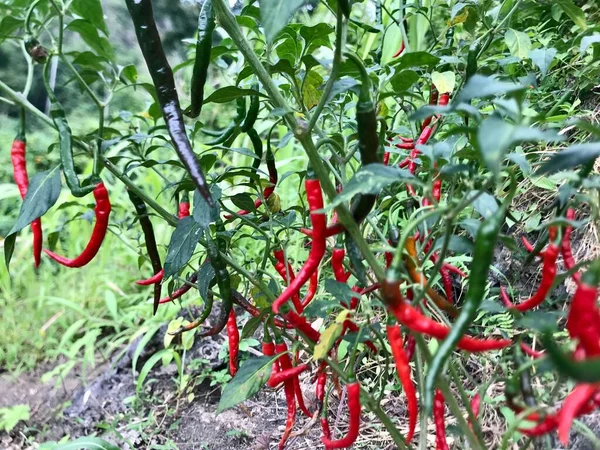 green and red peppers growing in the garden