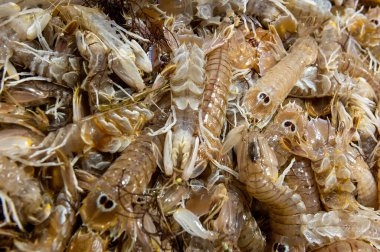 fresh mantis shrimp on the table in the fish market