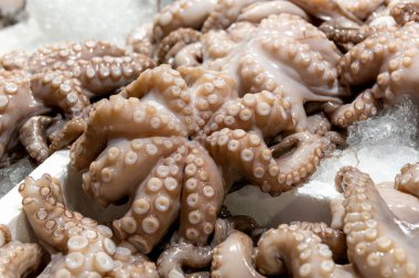 fresh octopus laid out on the table with ice on fish market