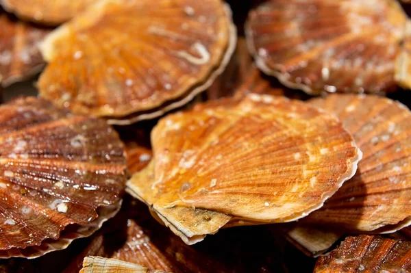 Scallops mussels St. Jacob laid out on the table with ice on fish market