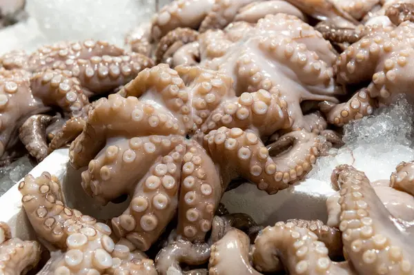 fresh octopus laid out on the table with ice on fish market