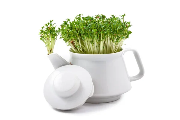 fresh watercress growing from an teapot