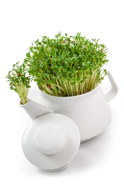 fresh watercress growing from an teapot