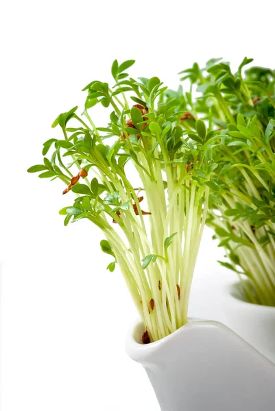 fresh watercress growing from an teapot
