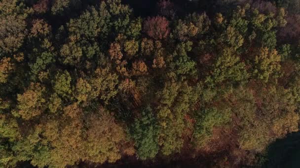 Morgendrohne Über Bäumen Und Feldern Polen Abgeschossen — Stockvideo