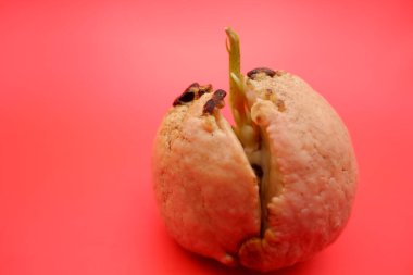 Yayılmış Avokado Tohumu Kırmızı Arkaplanda İzole Edildi