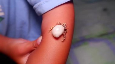 Bir çocuğun elinde sürünen keşiş yengeci