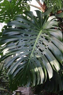 Yeşil canavar yaprağı, yaklaş, tropik yeşillik..