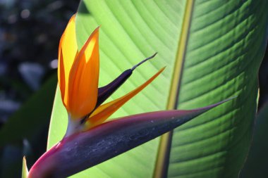 Güneş ışığındaki muhteşem cennet kuşu. Yeşillik yemyeşil. Güzel duvar kağıdı.