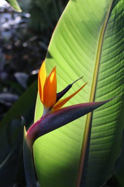 Güneş ışığındaki muhteşem cennet kuşu. Yeşillik yemyeşil. Güzel duvar kağıdı.