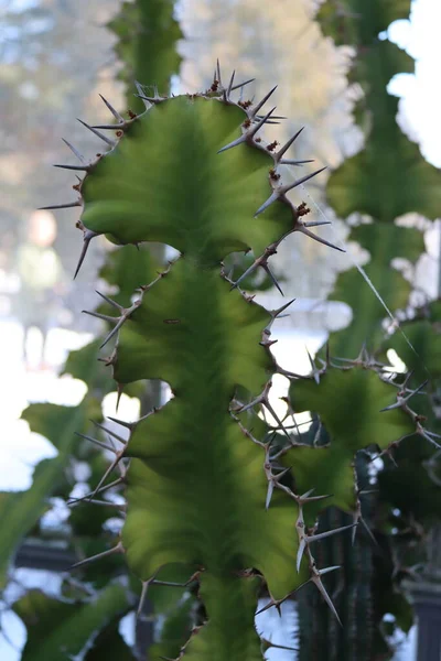 Zbliżenie Egzotycznego Kaktusa Zakłady Domowe — Zdjęcie stockowe